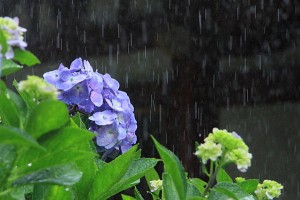 梅雨の俳句_002
