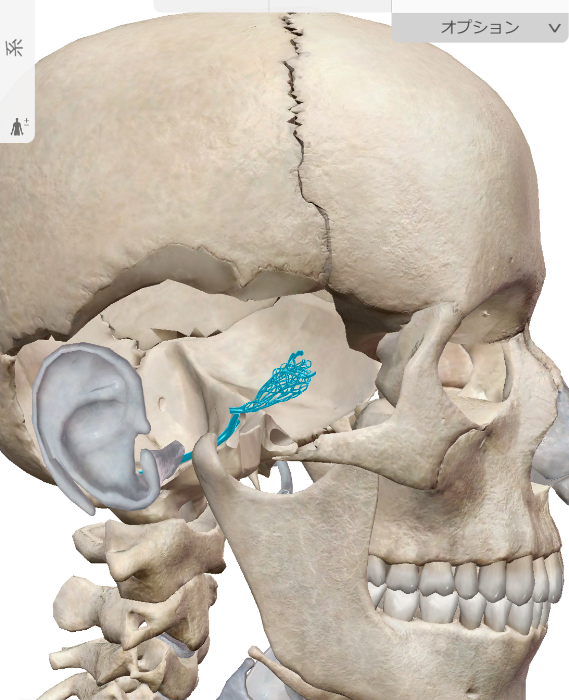 頭痛予防】脳圧の上昇を防ぐ具体的なアプローチ方法 | 小平市小川の